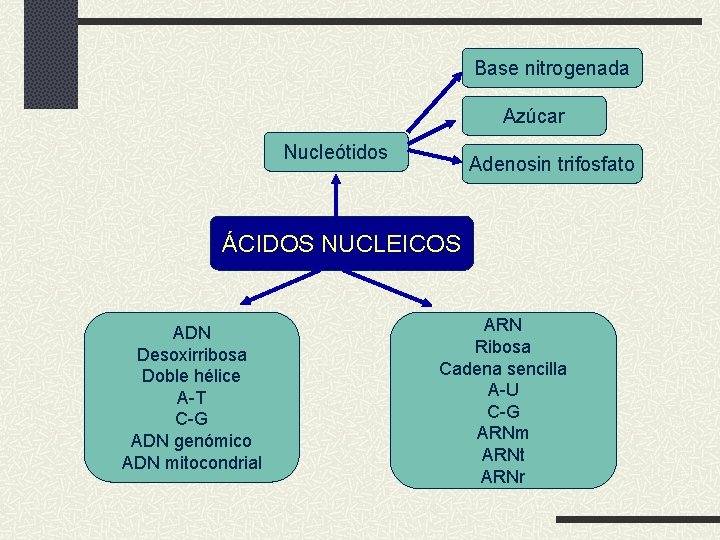 Base nitrogenada Azúcar Nucleótidos Adenosin trifosfato ÁCIDOS NUCLEICOS ADN Desoxirribosa Doble hélice A-T C-G