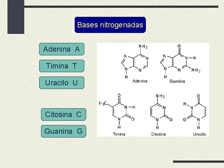 Bases nitrogenadas Adenina A Timina T Uracilo U Citosina C Guanina G 