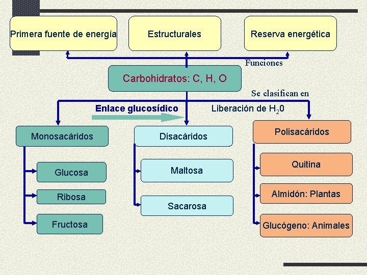 Primera fuente de energía Estructurales Reserva energética Funciones Carbohidratos: C, H, O Se clasifican