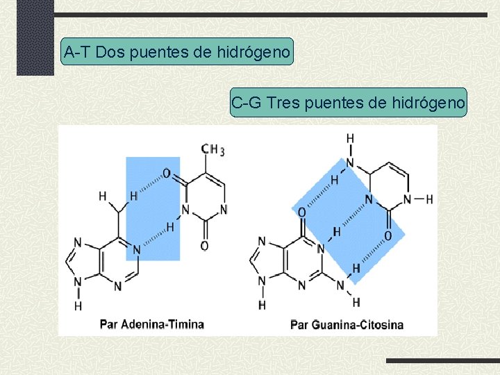 A-T Dos puentes de hidrógeno C-G Tres puentes de hidrógeno 