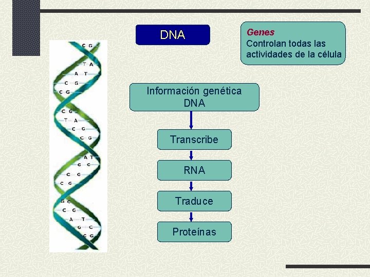 DNA Información genética DNA Transcribe RNA Traduce Proteínas Genes Controlan todas las actividades de