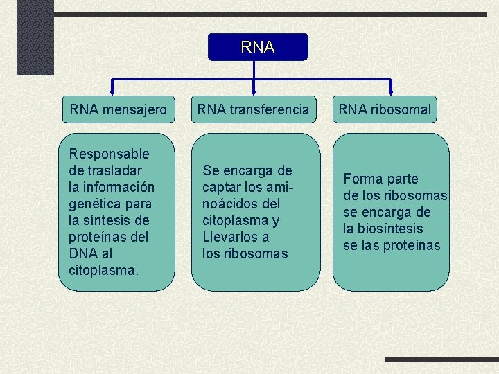 RNA mensajero Responsable de trasladar la información genética para la síntesis de proteínas del