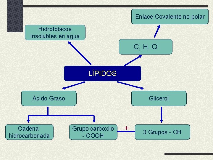 Enlace Covalente no polar Hidrofóbicos Insolubles en agua C, H, O LÍPIDOS Ácido Graso