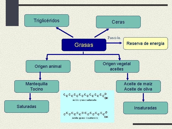 Triglicéridos Ceras Función Grasas Origen animal Mantequilla Tocino Saturadas Reserva de energía Origen vegetal