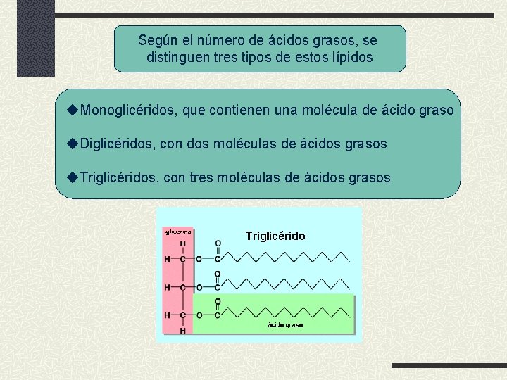 Según el número de ácidos grasos, se distinguen tres tipos de estos lípidos u.