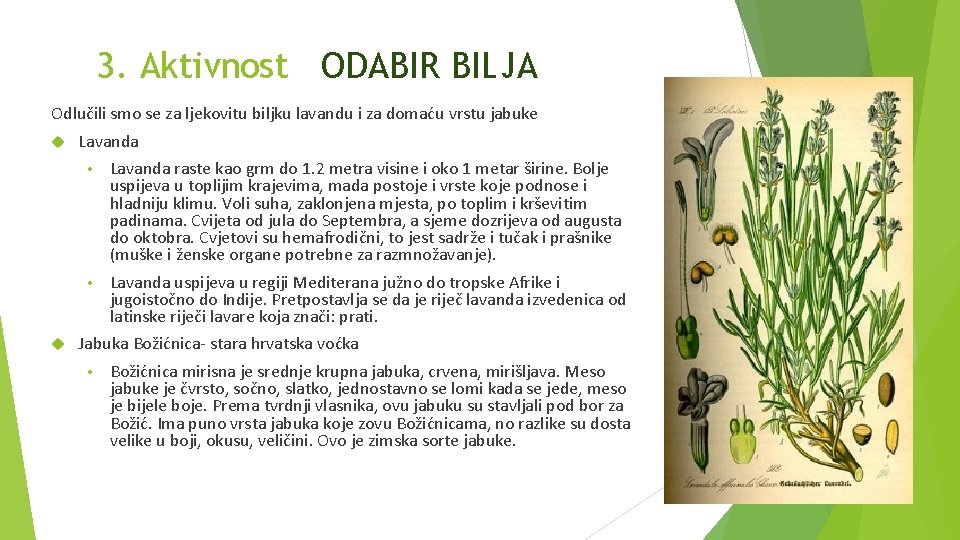 3. Aktivnost ODABIR BILJA Odlučili smo se za ljekovitu biljku lavandu i za domaću