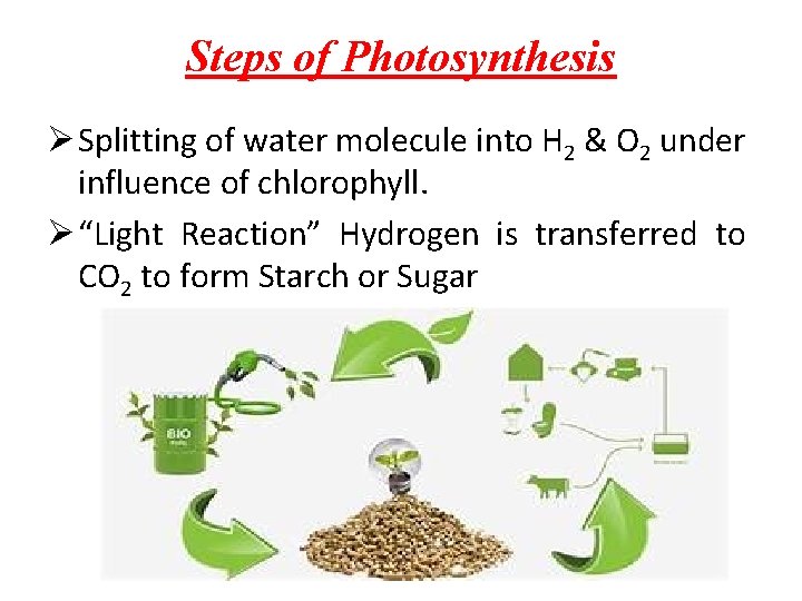 Steps of Photosynthesis Ø Splitting of water molecule into H 2 & O 2