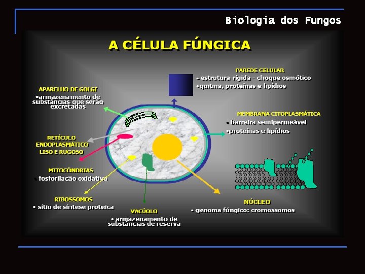 Biologia dos Fungos 