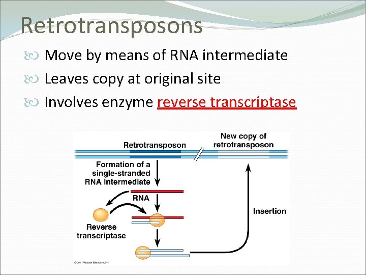 Retrotransposons Move by means of RNA intermediate Leaves copy at original site Involves enzyme