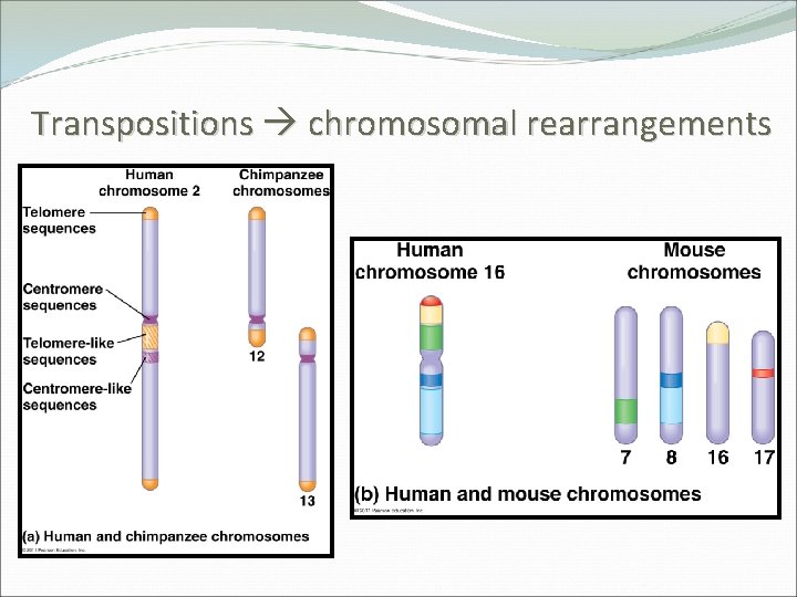 Transpositions chromosomal rearrangements 