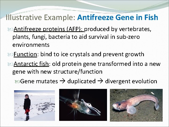 Illustrative Example: Antifreeze Gene in Fish Antifreeze proteins (AFP): produced by vertebrates, plants, fungi,
