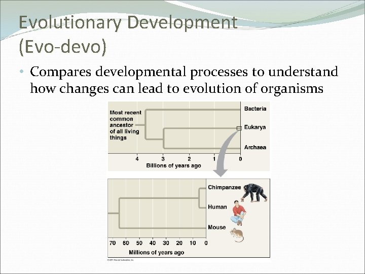 Evolutionary Development (Evo-devo) • Compares developmental processes to understand how changes can lead to