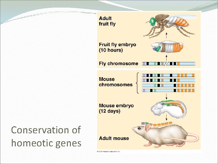 Conservation of homeotic genes 