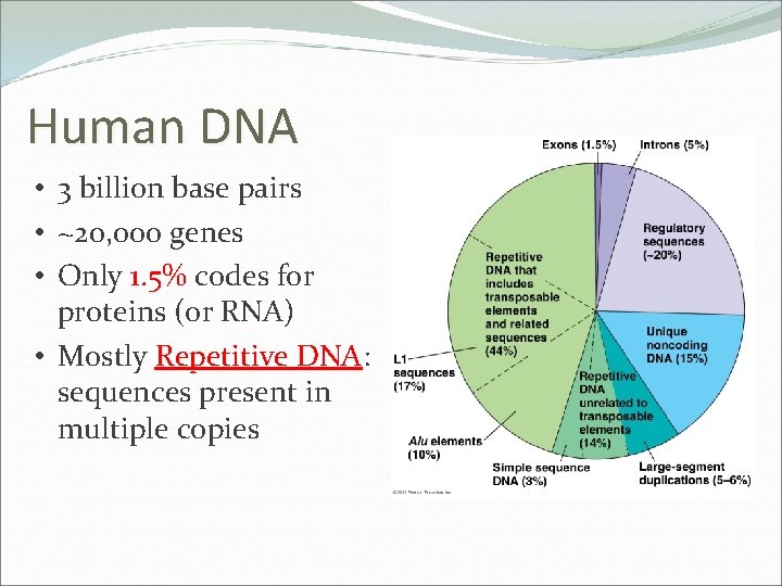 Human DNA • 3 billion base pairs • ~20, 000 genes • Only 1.