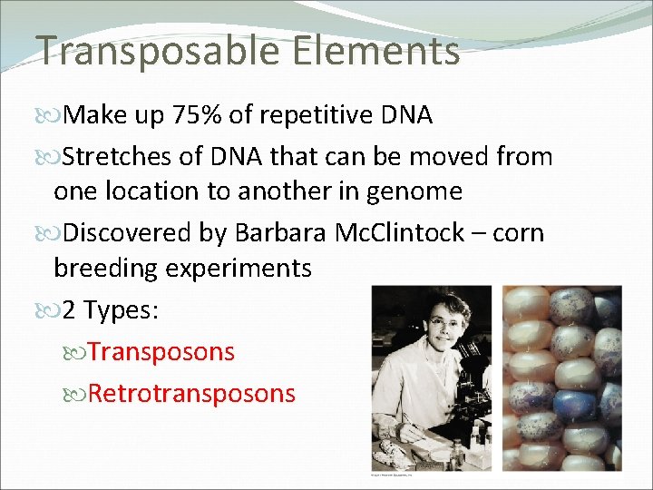 Transposable Elements Make up 75% of repetitive DNA Stretches of DNA that can be