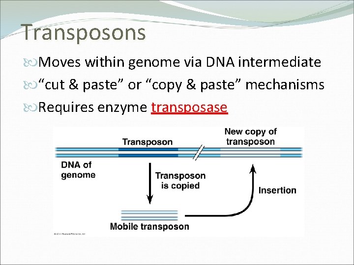Transposons Moves within genome via DNA intermediate “cut & paste” or “copy & paste”