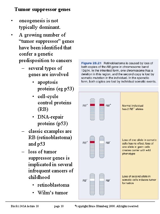 Tumor suppressor genes • • oncogenesis is not typically dominant. A growing number of