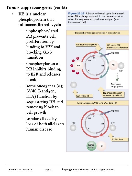 Tumor suppressor genes (contd) • RB is a nuclear phosphoprotein that influences the cell