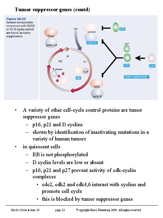Tumor suppressor genes (contd) • • A variety of other cell-cycle control proteins are