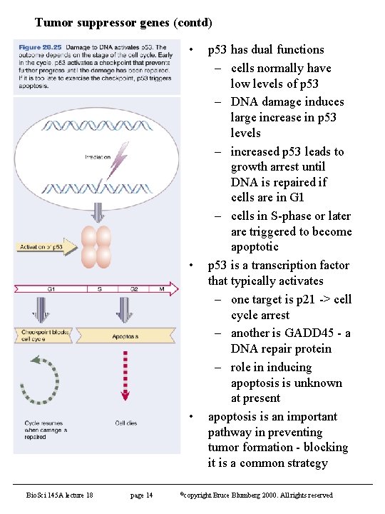 Tumor suppressor genes (contd) • • • Bio. Sci 145 A lecture 18 page