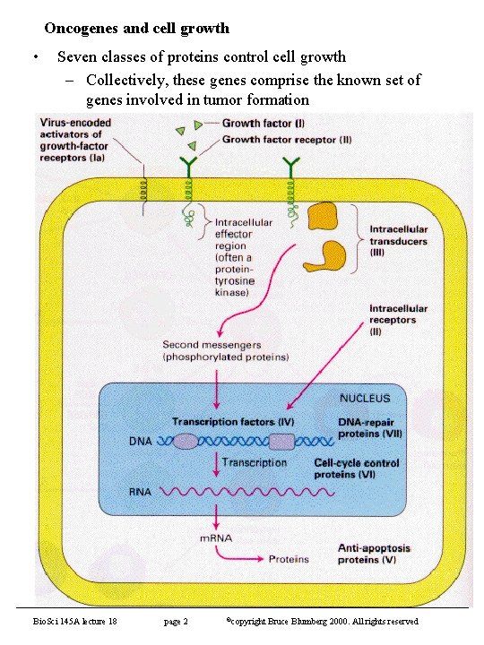 Oncogenes and cell growth • Seven classes of proteins control cell growth – Collectively,