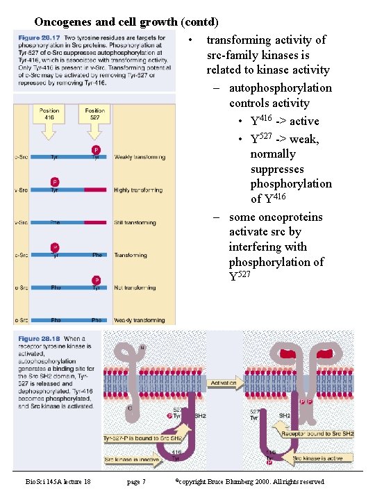 Oncogenes and cell growth (contd) • transforming activity of src-family kinases is related to