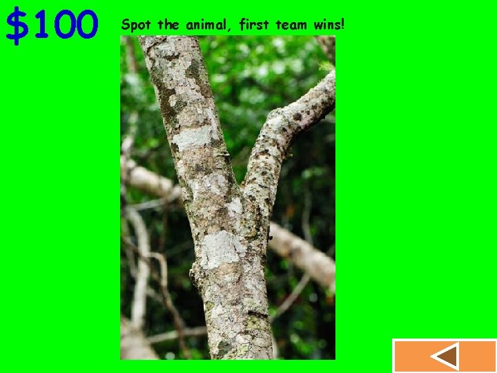 $100 Spot the animal, first team wins! 