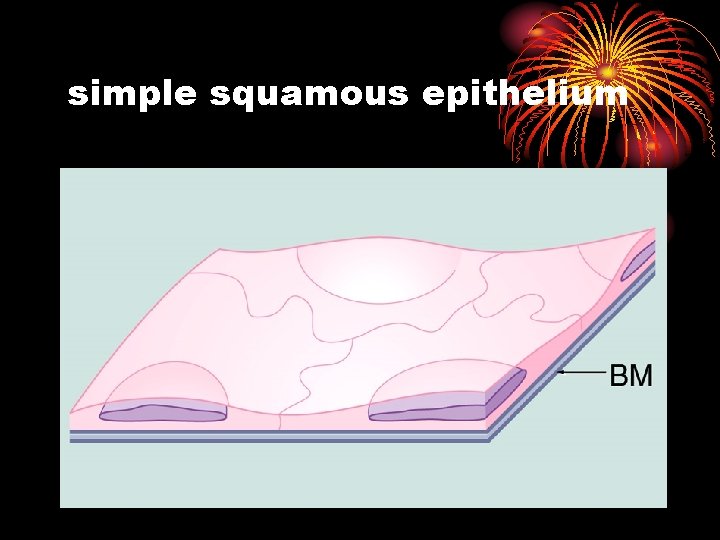 simple squamous epithelium 