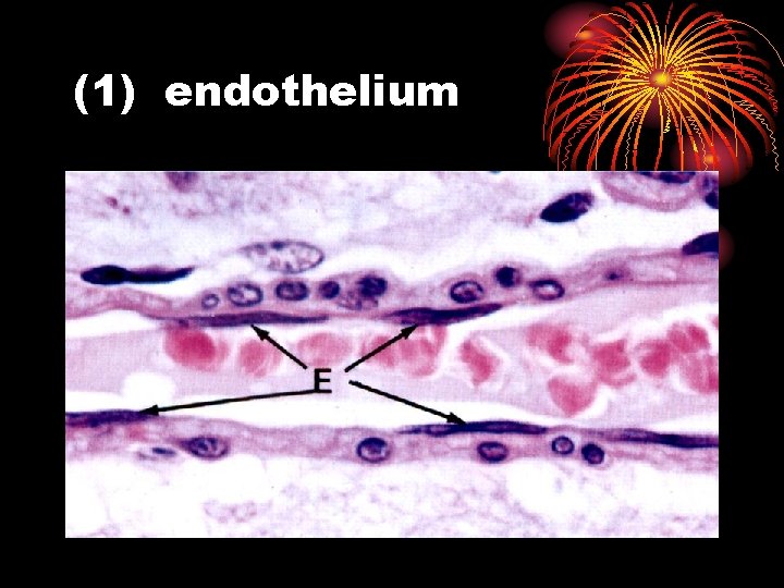 (1) endothelium 