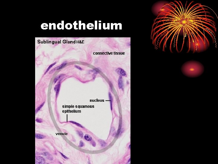 endothelium 