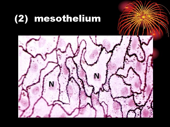 (2) mesothelium 