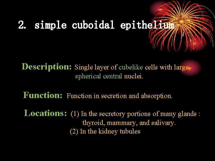 2. simple cuboidal epithelium Description: Single layer of cubelike cells with large, spherical central