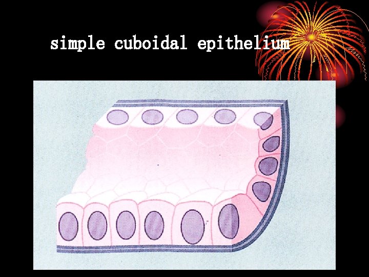 simple cuboidal epithelium 