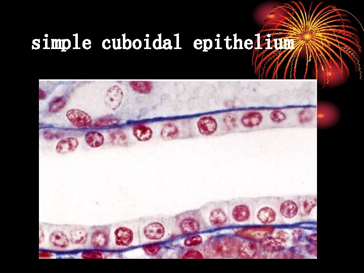 simple cuboidal epithelium 