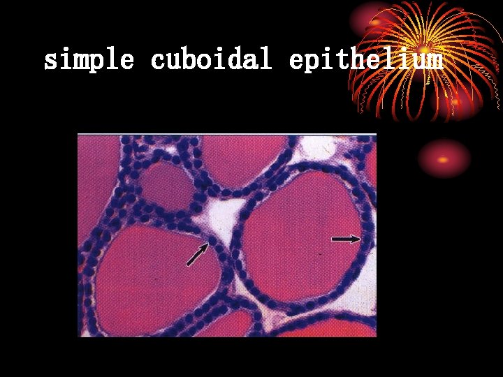simple cuboidal epithelium 