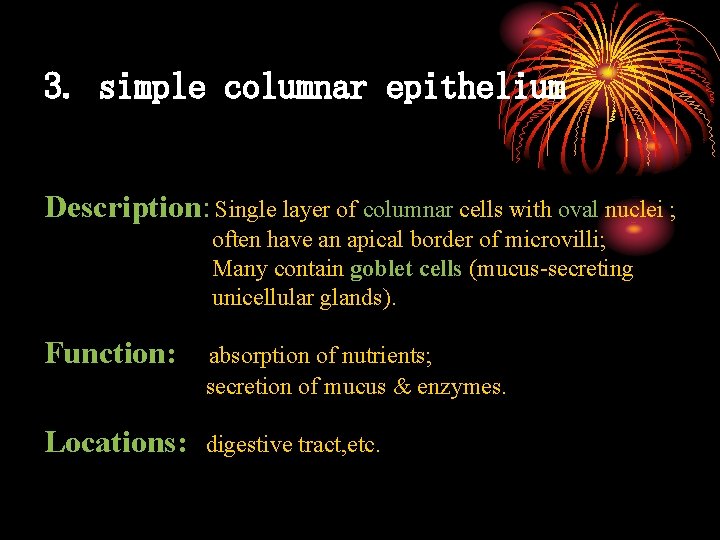 3. simple columnar epithelium Description: Single layer of columnar cells with oval nuclei ;