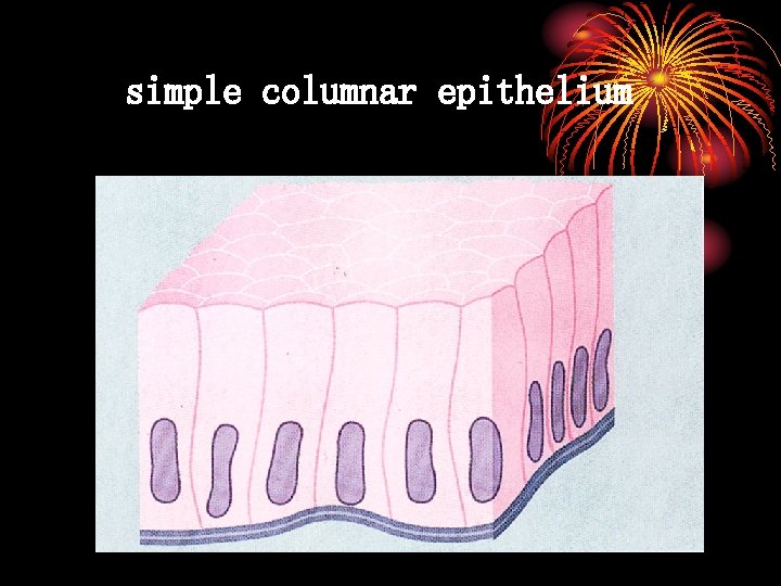 simple columnar epithelium 