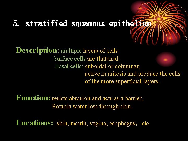 5. stratified squamous epithelium Description: multiple layers of cells. Surface cells are flattened. Basal