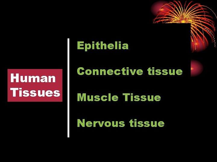Epithelia Human Tissues Connective tissue Muscle Tissue Nervous tissue 