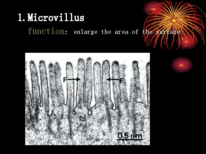 1. Microvillus function：enlarge the area of the surface 