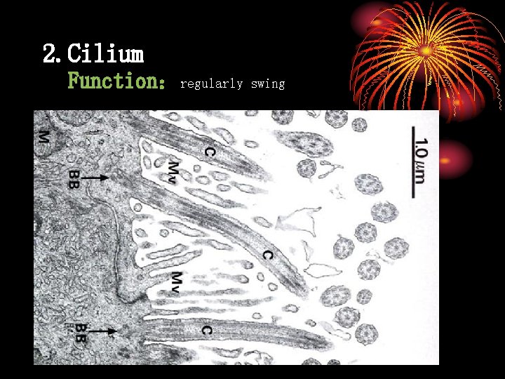 2. Cilium Function：regularly swing 