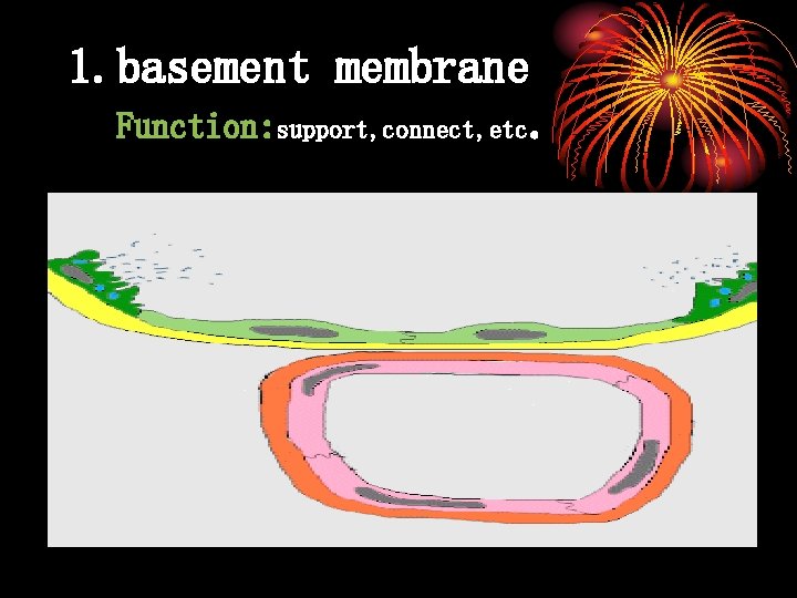 1. basement membrane Function: support, connect, etc. 
