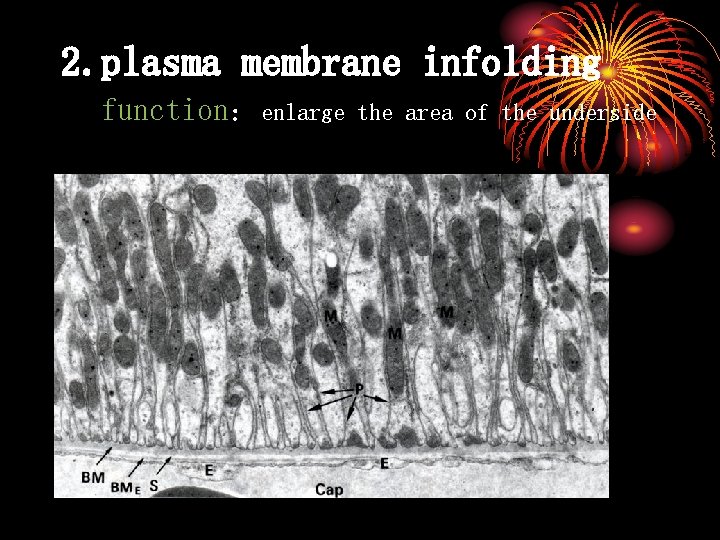 2. plasma membrane infolding function：enlarge the area of the underside 
