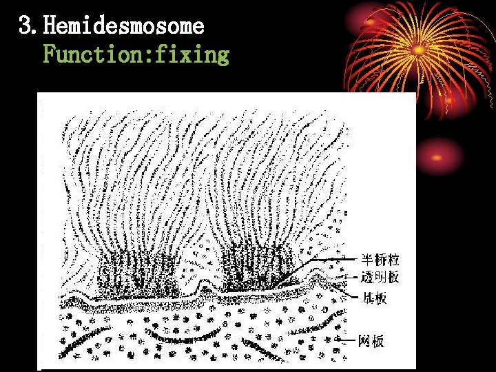 3. Hemidesmosome Function: fixing 
