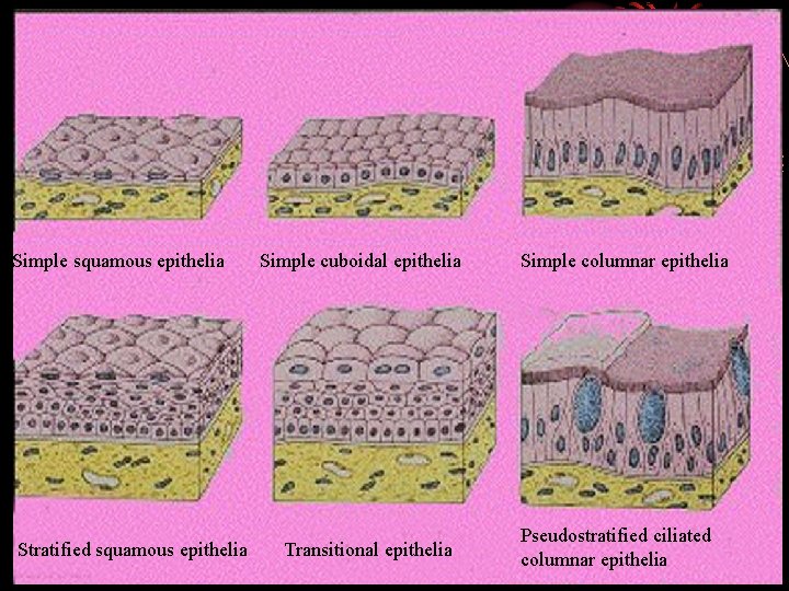 Simple squamous epithelia Stratified squamous epithelia Simple cuboidal epithelia Transitional epithelia Simple columnar epithelia