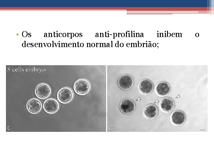  • Os anticorpos anti-profilina inibem desenvolvimento normal do embrião; o 