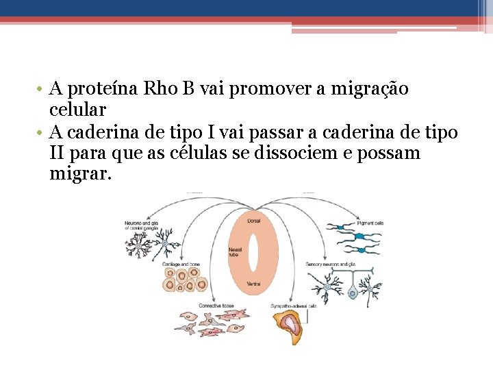  • A proteína Rho B vai promover a migração celular • A caderina