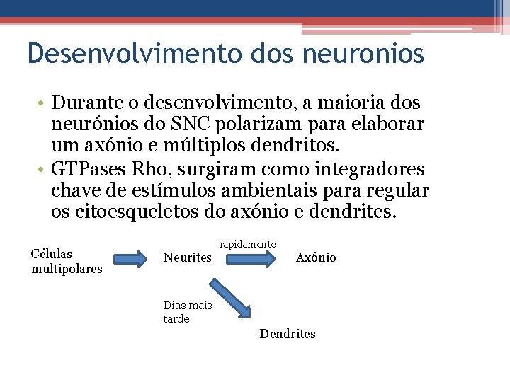 Desenvolvimento dos neuronios • Durante o desenvolvimento, a maioria dos neurónios do SNC polarizam