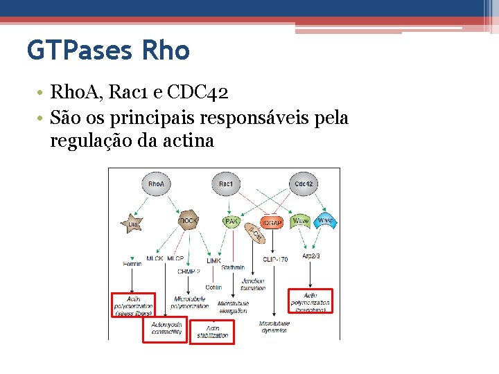 GTPases Rho • Rho. A, Rac 1 e CDC 42 • São os principais