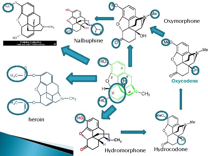 Oxymorphone Nalbuphine heroin Hydromorphone Hydrocodone 